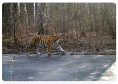 An Amur tiger at the Bastak Nature Reserve