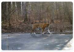 An Amur tiger at the Bastak Nature Reserve