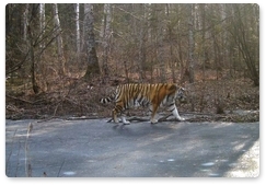 Почти 400 фотографий тигров получены с фотоловушек в «Бастаке»