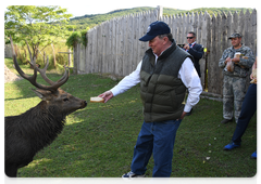 Special Presidential Representative for Environmental Protection, Ecology and Transport Sergei Ivanov feeds a deer