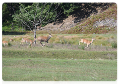 Sika deer at Gamov Leopards, a future cluster of the national park