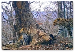 Новые котята леопарда попали на видео у «дерева посланий»