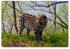 Леопарды сфотографировались на лесные камеры 8 тыс. раз