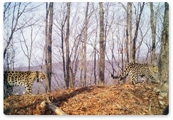 Одна из старейших самок дальневосточного леопарда зафиксирована с котёнком