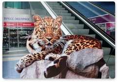 В аэропорту Владивостока появился дальневосточный леопард