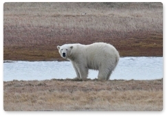Researchers to use tracking collars to study polar bears’ behaviour during ice-free period