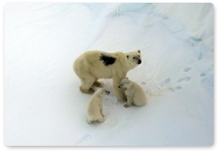 ИПЭЭ РАН изучает численность и плотность распределения белых медведей