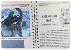 Опубликован полевой атлас-определитель сибирских видов кошек