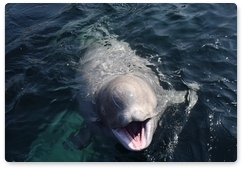 Scientists continue to monitor Srednyaya Bay beluga whales via satellite tags