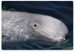 Nineteen white whales from Srednyaya Bay released into the wild in Uspeniya Bay