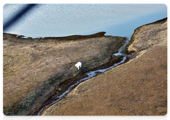 A polar bear on Bely Island. Photo by the Severtsov Institute of Ecology and Evolution at the Russian Academy of Sciences