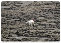 A polar bear on Vilkitsky Island. Photo by the Severtsov Institute of Ecology and Evolution at the Russian Academy of Sciences