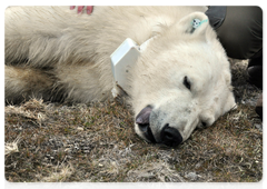 Specialists take basic measurements of a polar bear. Photo by the Severtsov Institute of Ecology and Evolution at the Russian Academy of Sciences