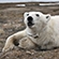 Белая медведица после установки ошейника со спутниковым передатчиком. Фото ИПЭЭ РАН
