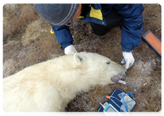 Specialists take basic measurements of a polar bear. Photo by the Severtsov Institute of Ecology and Evolution at the Russian Academy of Sciences