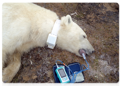 A female polar bear after being collared. Photo by the Severtsov Institute of Ecology and Evolution at the Russian Academy of Sciences