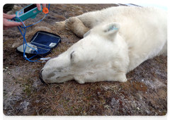 A female polar bear after being collared. Photo by the Severtsov Institute of Ecology and Evolution at the Russian Academy of Sciences