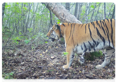 Амурские тигры на участке Филиппы в ЕАО, снимки с фотоловушки
