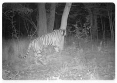The tigress from Lazo on Filippa’s grounds