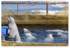 14 beluga whales from Srednyaya Bay released in the Sea of Okhotsk