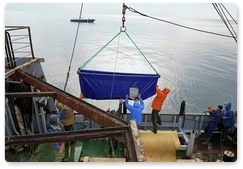 В Приморье выпустили последних белух из «китовой тюрьмы»