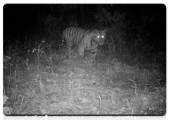 A cub of Svetlaya and Boris. The Amur Tiger Centre