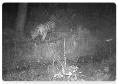Camera trap image captured at Zhuravliny Nature Sanctuary