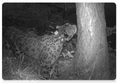 Images of snow leopards in the Sayano-Shushensky Biosphere Reserve in 2019