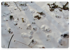 Cubs’ paw prints in the cluster of the tigress from Lazo
