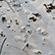 Cubs’ paw prints in the cluster of the tigress from Lazo