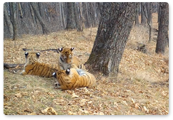 Tiger cubs spotted by a camera trap at Land of the Leopard National Park