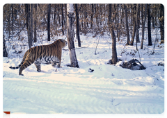 Images of the tigers in the Zhuravliny Nature Sanctuary retrieved from trail cameras in January 2019