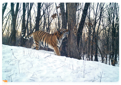 Boris and Svetlaya’s tiger cub in the Zhuravliny Nature Sanctuary