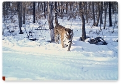 В ЕАО завершилась экспедиция по наблюдению за тиграми