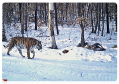 Svetlaya the female tiger in the Zhuravliny Nature Sanctuary