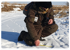 An expedition member measures Saikhan’s paw print