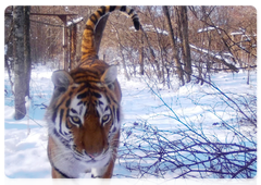 A trail camera image of Filippa the tigress