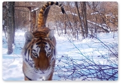 Тигрица Филиппа попала в объективы фотоловушек в ЕАО