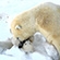 Polar bears do not hibernate; only pregnant females lie in the den