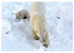 A female polar bear does not give birth to more than five cubs in the course of her life