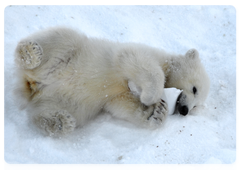 Polar bears are considered among the most caring and dedicated mothers in the animal kingdom