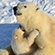 Новорождённые белые медвежата нуждаются в круглосуточной заботе