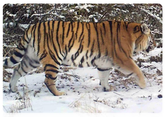 An Amur tiger at the Bastak Nature Reserve in the Jewish Autonomous Region