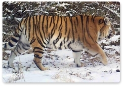 В заповеднике «Бастак» продолжается мониторинг амурских тигров с помощью фотоловушек