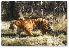 Программа сохранения амурского тигра в России была положительно отмечена ООН