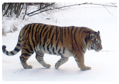 An Amur tiger at the Bastak Nature Reserve in the Jewish Autonomous Region