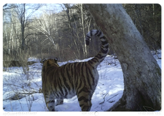 Zolushka’s female cub in the Bastak Nature Reserve spotted by a trail camera. April 2019