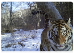 Zolushka’s female cub in the Bastak Nature Reserve spotted by a trail camera. April 2019