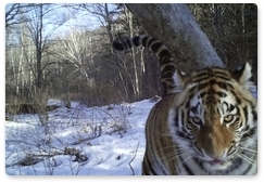 Специалисты определили пол всех котят амурской тигрицы Золушки