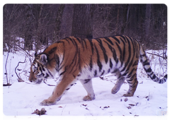 2019 trail camera images of tigers in the Ussuri Nature Reserve